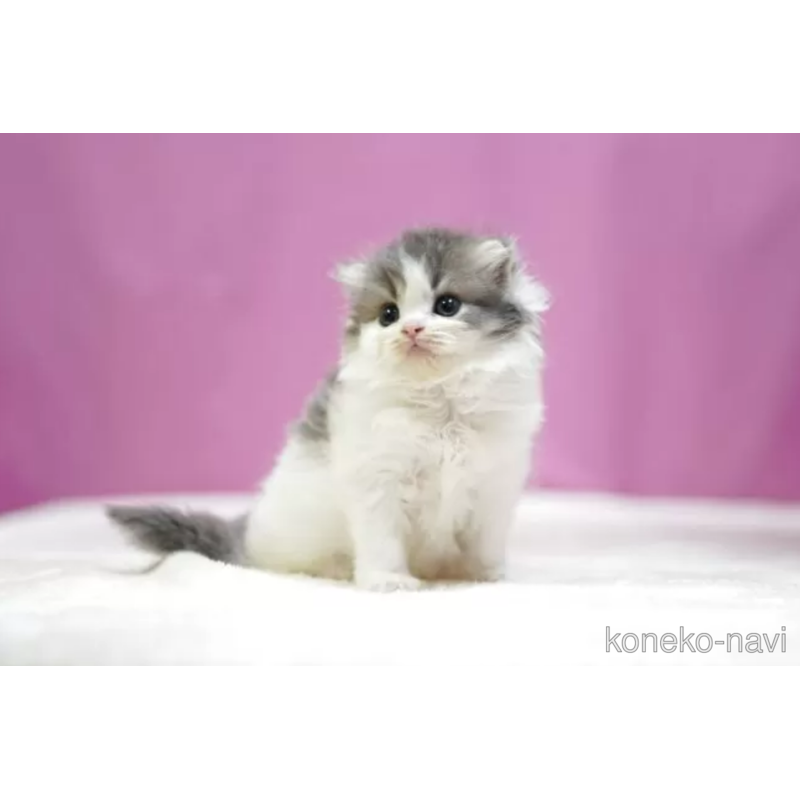 販売中の埼玉県のスコティッシュフォールド(折れ耳)-121595の6枚目